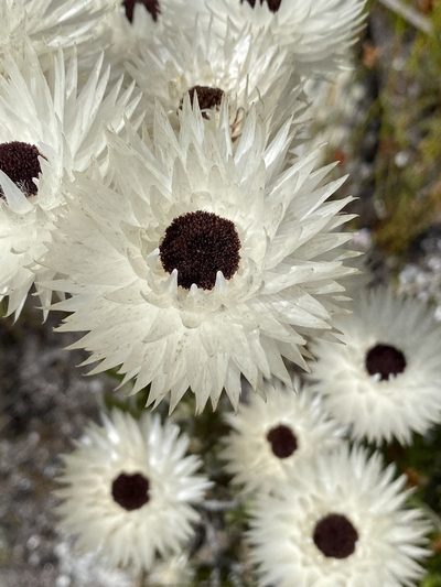 Syncarpha zeyheri, photographed by Dave U