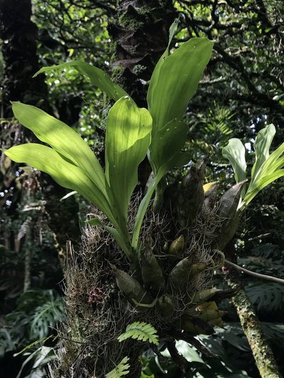 Catasetum tabulare, photographed by Nicolás Baresch Uribe