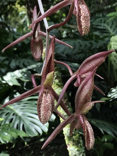 Catasetum tabulare, photographed by Nicolás Baresch Uribe