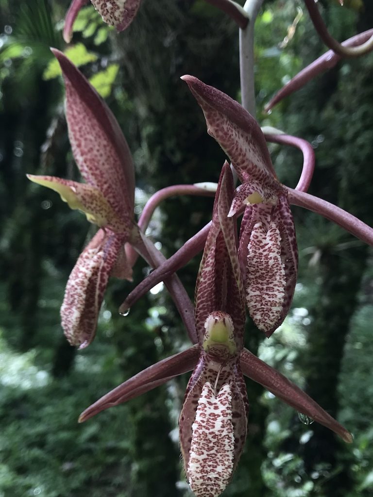 Catasetum tabulare, photographed by Nicolás Baresch Uribe