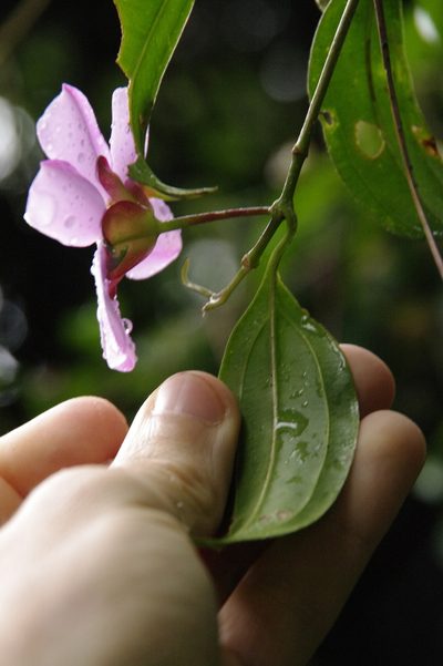 Blakea litoralis, photographed by Eric Knight