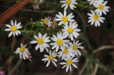 Polyarrhena reflexa, photographed by Tony Rebelo