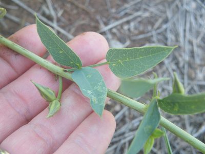 Otoptera burchellii, photographed by Antoinette Eyssell Knox