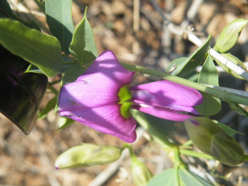 Otoptera burchellii, photographed by Antoinette Eyssell Knox