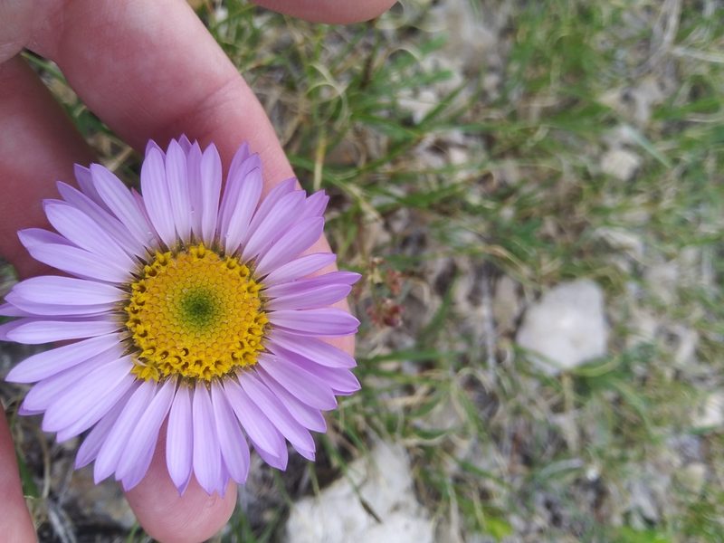 Townsendia parryi, photographed by Laura Holloway