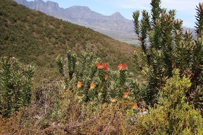 Leucospermum gueinzii, photographed by Tony Rebelo