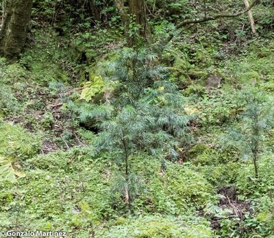 Podocarpus parlatorei, photographed by Gonzalo Martinez