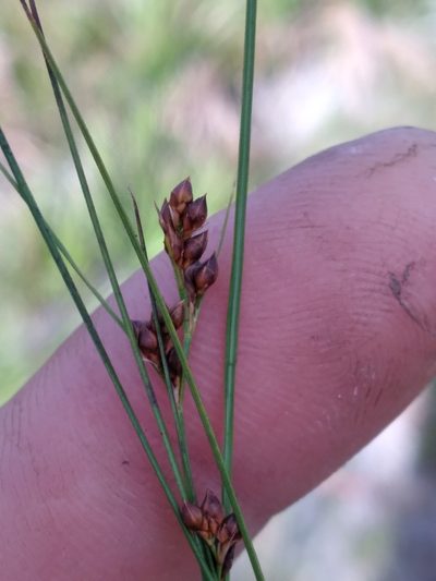 Rhynchospora plumosa, photographed by Scott Ward