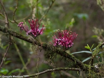 Myrrhinium atropurpureum, photographed by Gonzalo Martinez