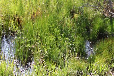 Cyperus prolifer, photographed by Tony Rebelo