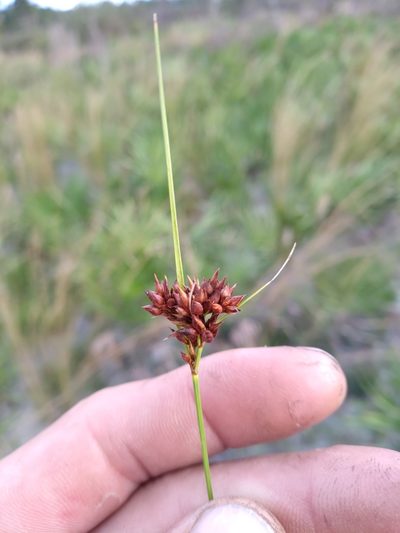 Rhynchospora intermedia, photographed by Scott Ward