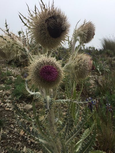 Cirsium nivale, photographed by Mariana Yuste Ramírez