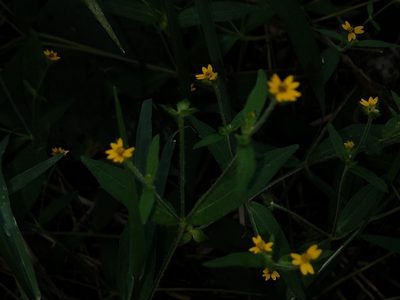 Melampodium gracile, photographed by Francisco Emilio Roldán Velasco
