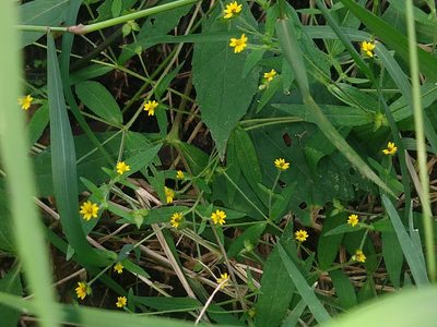 Melampodium gracile, photographed by Francisco Emilio Roldán Velasco