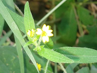 Melampodium gracile, photographed by Francisco Emilio Roldán Velasco