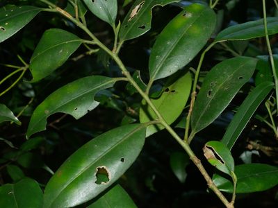 Cleyera japonica, photographed by Jacy Chen