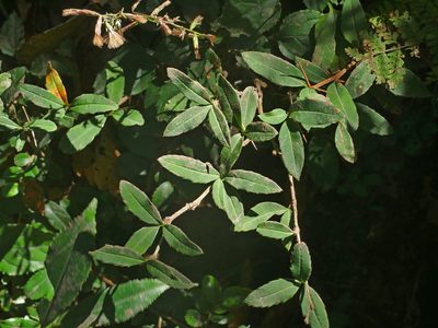 Berberis hayatana, photographed by Jacy Chen