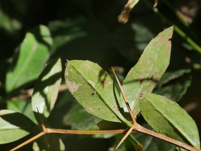 Berberis hayatana, photographed by Jacy Chen