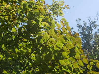 Viburnum furcatum, photographed by Jacy Chen