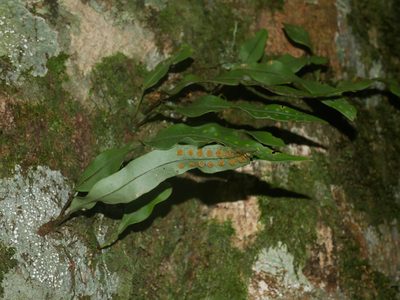 Lepisorus obscure-venulosus, photographed by Jacy Chen