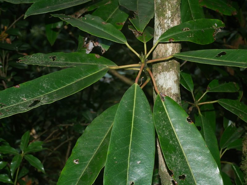 Daphniphyllum himalense, photographed by Jacy Chen
