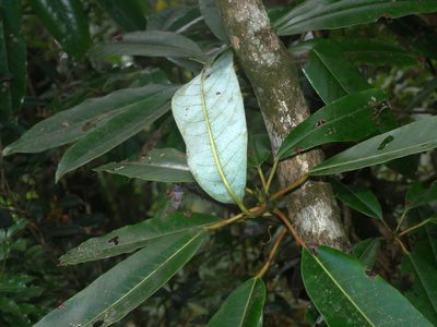 Daphniphyllum himalense, photographed by Jacy Chen