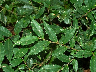 Symplocos lancifolia, photographed by Jacy Chen
