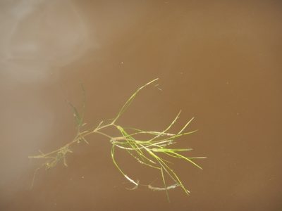 Ruppia maritima, photographed by ritirene