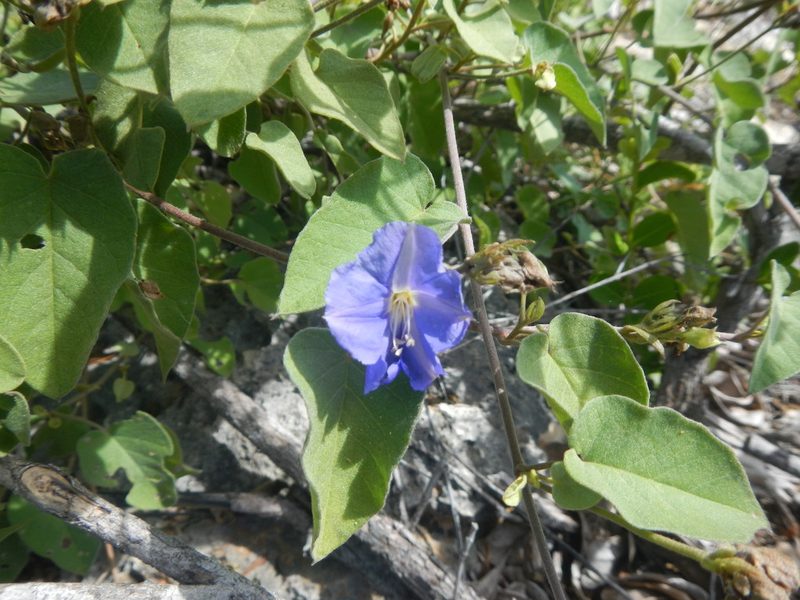 Jacquemontia cumanensis, photographed by ritirene