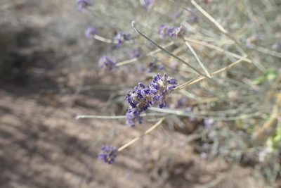 Psorothamnus scoparius, photographed by Jacob Saucier