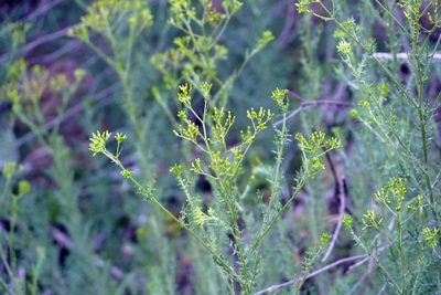 Senecio bathurstianus, photographed by coenobita