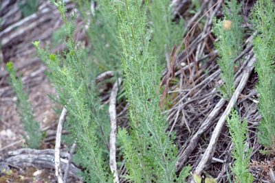 Senecio bathurstianus, photographed by coenobita