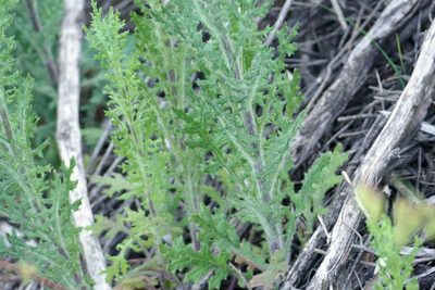 Senecio bathurstianus, photographed by coenobita