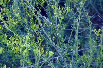 Senecio bathurstianus, photographed by coenobita