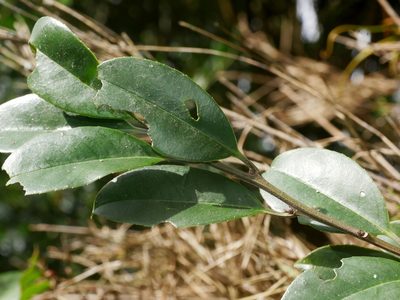 Ilex rotunda, photographed by Jacy Chen