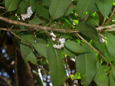 Osmanthus heterophyllus, photographed by Jacy Chen