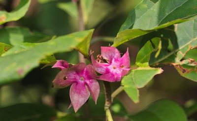 Clerodendrum fortunatum, photographed by portioid