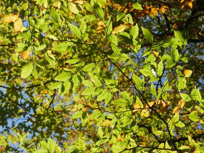 Fagus hayatae, photographed by Jacy Chen