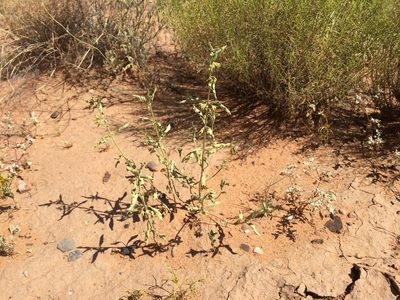 Tetraclea coulteri, photographed by Cecelia Alexander