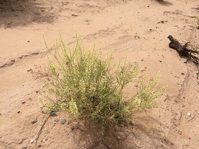 Lepidium alyssoides, photographed by Cecelia Alexander