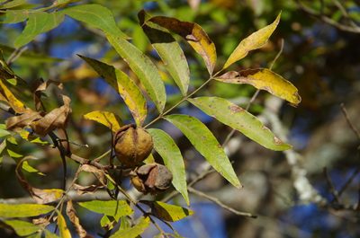Carya aquatica, photographed by Eric Knight