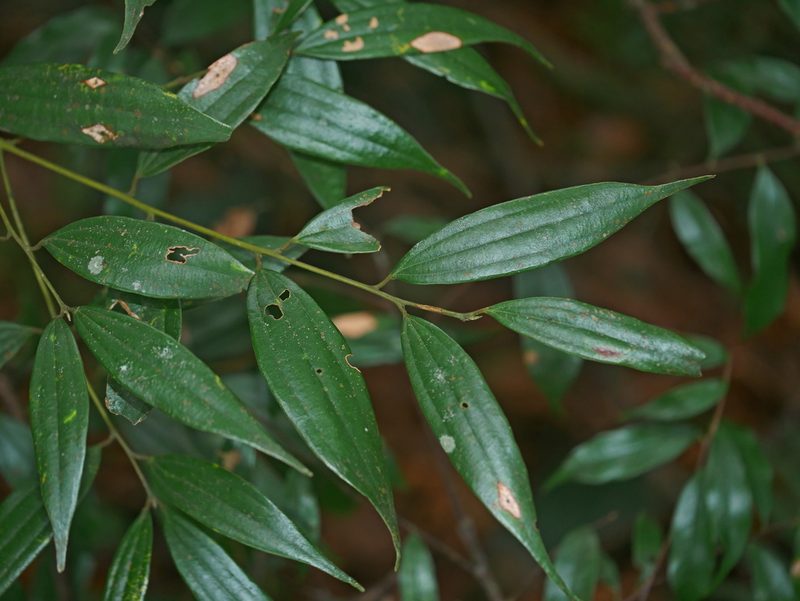Cinnamomum subavenium, photographed by Jacy Chen