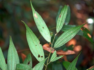 Cinnamomum subavenium, photographed by Jacy Chen