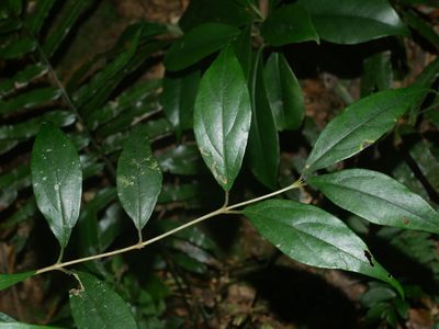 Viburnum integrifolium, photographed by Jacy Chen
