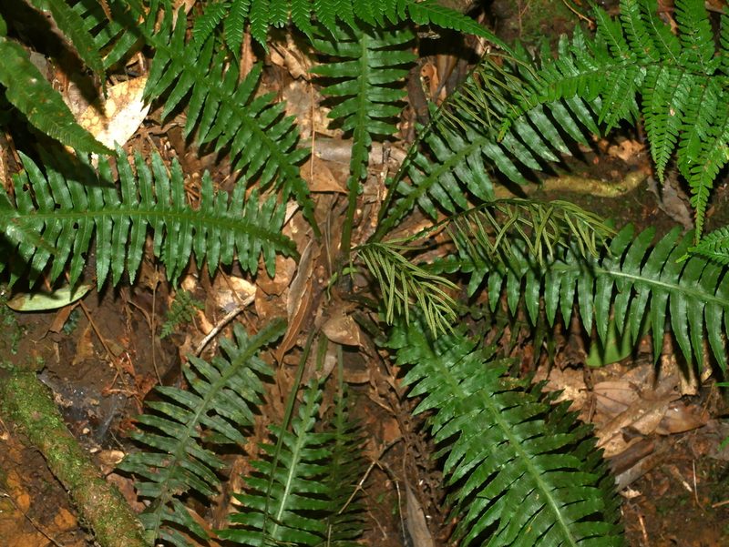 Plagiogyria stenoptera, photographed by Jacy Chen