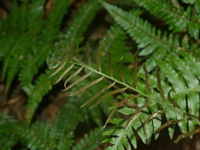 Plagiogyria stenoptera, photographed by Jacy Chen