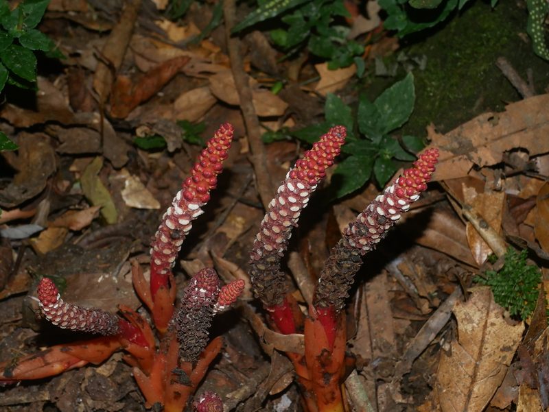Balanophora laxiflora, photographed by Jacy Chen