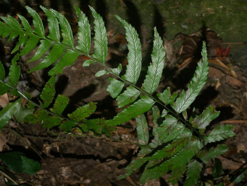 Diplazium wichurae, photographed by Jacy Chen