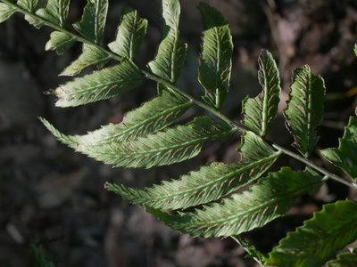 Diplazium wichurae, photographed by Jacy Chen
