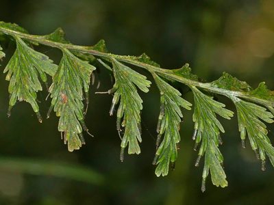 Vandenboschia auriculata, photographed by Jacy Chen